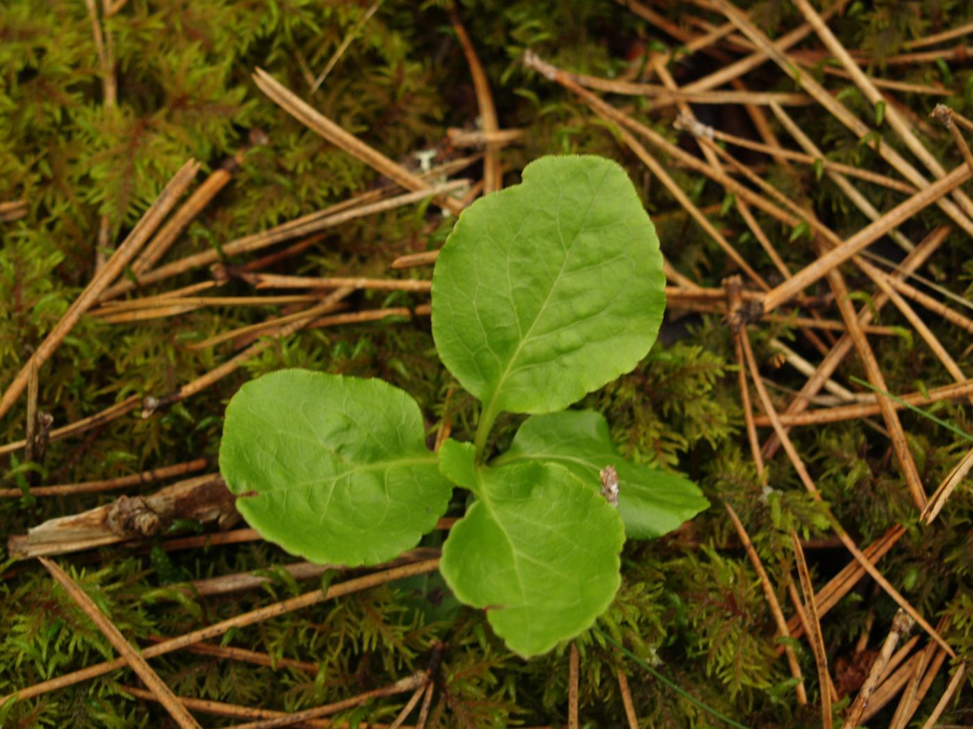 Wintergreen, Small leaf